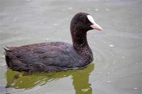 coot meaning|coot meaning in english.